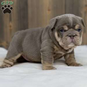 Indigo Pearl, English Bulldog Puppy